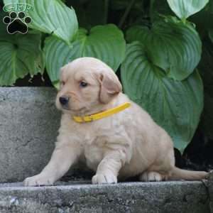 Trixie, Golden Retriever Puppy
